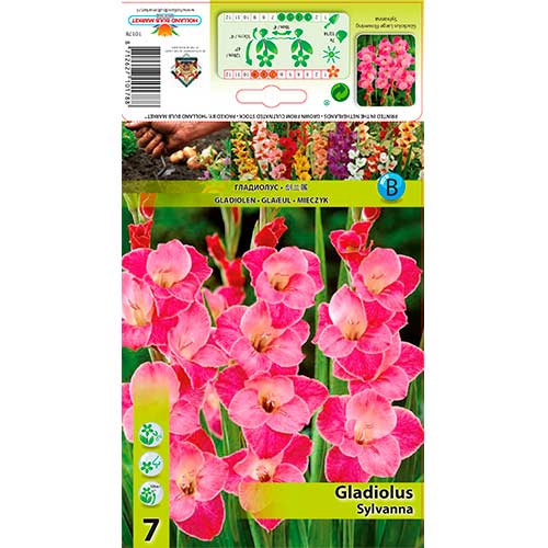 Großblumige Gladiole Sylvana interface.art Bild 1 Großblumige Gladiole Sylvana interface.image 1 interface.art 76592
