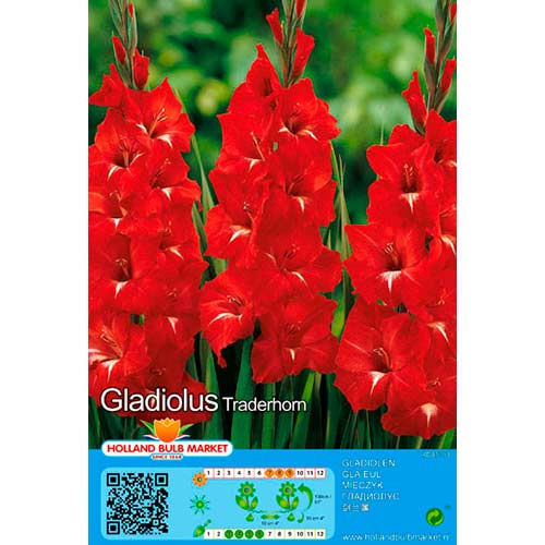 Großblumige Gladiole Traderhorn interface.image 1 interface.art 70465