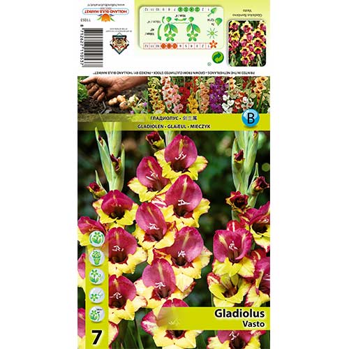 Großblumige Gladiole Vasto interface.art Bild 1 Großblumige Gladiole Vasto interface.image 1 interface.art 70405