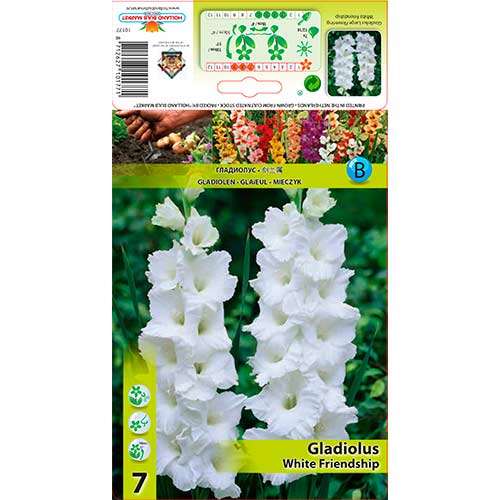 Großblumige Gladiole White Friendship interface.art Bild 1 Großblumige Gladiole White Friendship interface.image 1 interface.art 76589