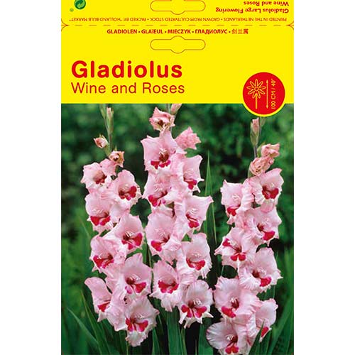 Großblumige Gladiole Wine and Roses interface.art Bild 1 Großblumige Gladiole Wine and Roses interface.image 1 interface.art 76451