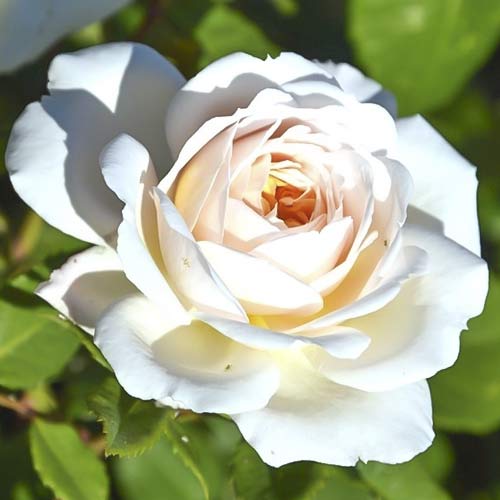 Großblumige Rose Brilliance interface.art Bild 1 Großblumige Rose Brilliance interface.image 1 interface.art 6223