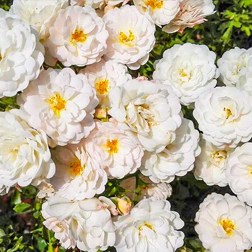 Großblumige Rose Cometa interface.image 1 interface.art 5701