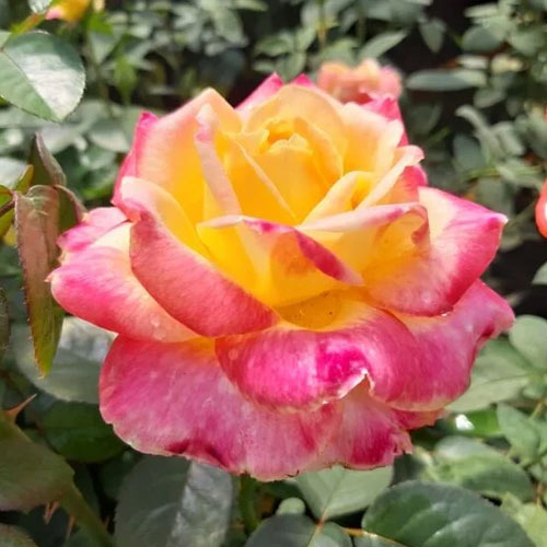 Edelrose Rosa Desse, root ball interface.image 1 interface.art 6225