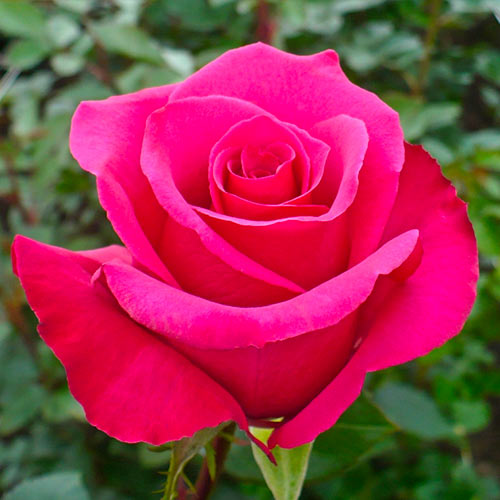 Großblumige Rose dunkelrosa interface.image 1 interface.art 5887