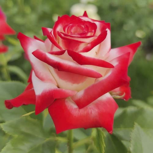 Großblumige Rose Empress Farah interface.image 1 interface.art 6226