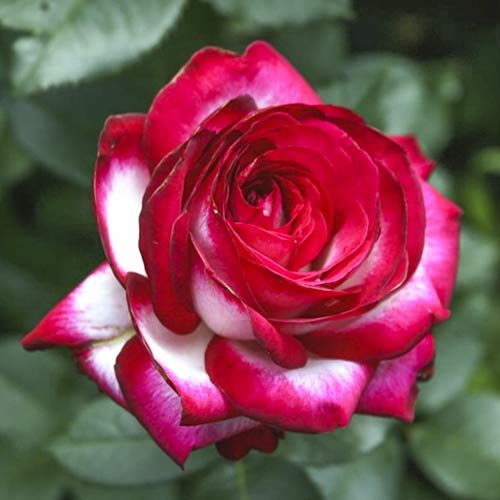 Großblumige Rose Fair Lady interface.image 1 interface.art 6227