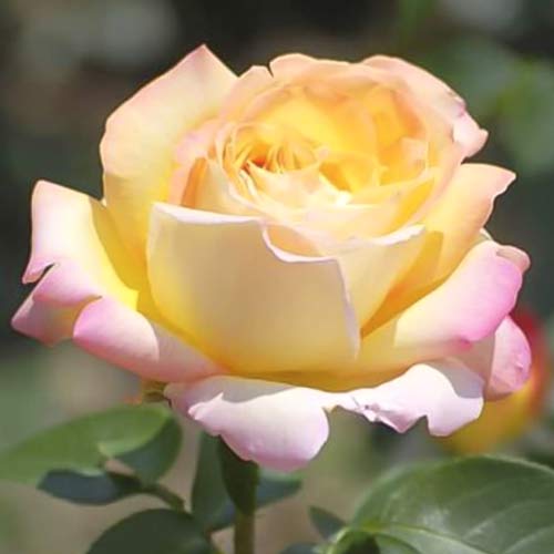 Großblumige Rose Gloria Dei interface.image 1 interface.art 6228