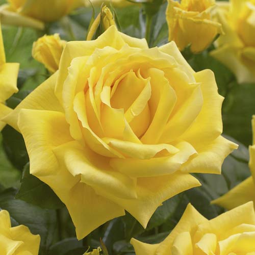 Großblumige Rose Golden Parfum de Provence interface.art Bild 1 Großblumige Rose Golden Parfum de Provence interface.image 1 interface.art 6229