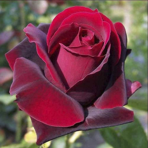 Großblumige Rose Grand Gala interface.image 1 interface.art 6231