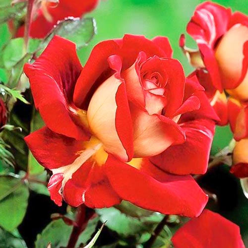 Edelrose Rosa Kronenburg, root ball interface.image 1 interface.art 6233