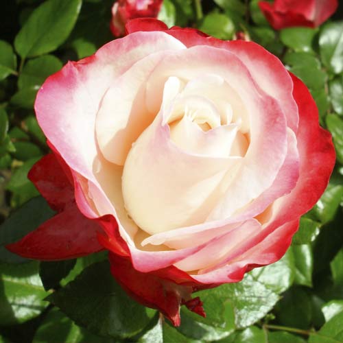 Großblumige Rose Nostalgia interface.image 1 interface.art 6239