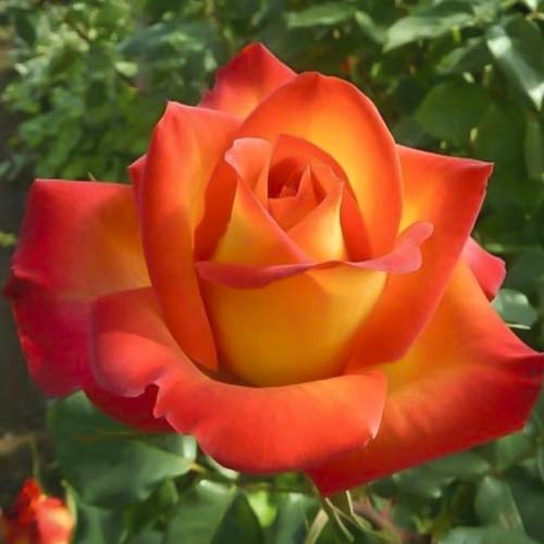 Großblumige Rose Prestige de Lyon interface.image 1 interface.art 6241