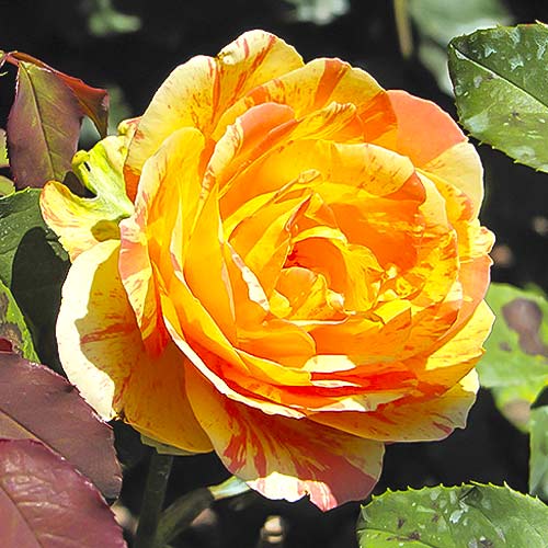 Großblumige Rose Rainbow Niagara interface.image 1 interface.art 6242