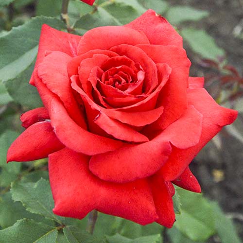 Großblumige Rose Red Berlin interface.art Bild 1 Großblumige Rose Red Berlin interface.image 1 interface.art 6243