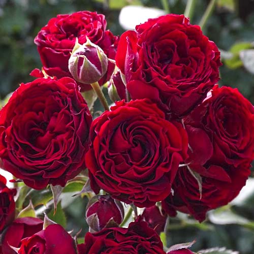 Großblumige Rose Red Sensation interface.art Bild 1 Großblumige Rose Red Sensation interface.image 1 interface.art 6244