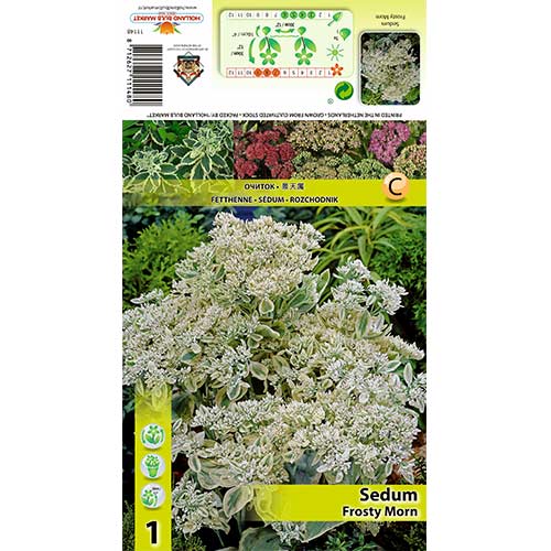 Große Fetthenne Frosty Morn interface.image 1 interface.art 70487