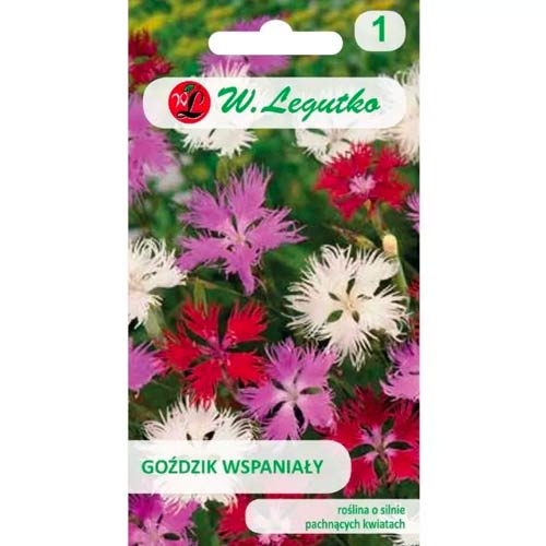 Große Nelke, mischung Legutko interface.art Bild 1 Große Nelke, mischung Legutko interface.image 1 interface.art 50103