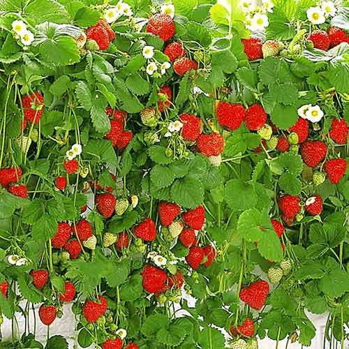 Hängende Erdbeeren interface.image 1 interface.art 5395