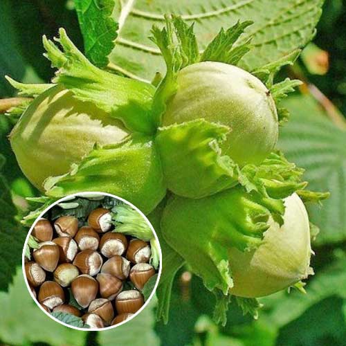 Haselnuss Barcelonski, С2 interface.art Bild 1 Haselnuss Barcelonski, С2 interface.image 1 interface.art 7037