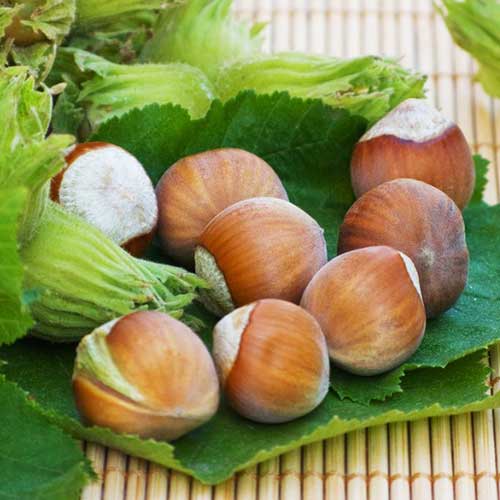 Haselnuss Yamhill interface.image 1 interface.art 6931