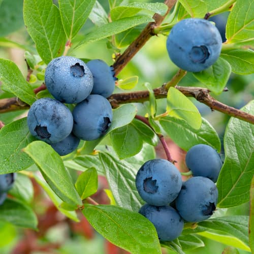 Heidelbeere Bluecrop, P9 interface.image 1 interface.art 9270