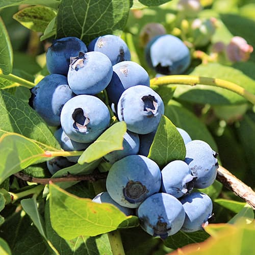 Heidelbeere Bluegold, P9 interface.image 1 interface.art 9323