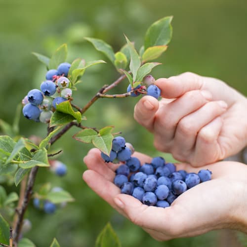 Heidelbeere Brigitta, P9 interface.image 1 interface.art 9292