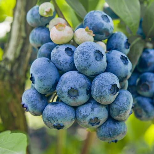 Heidelbeere Colibri, P9 interface.image 1 interface.art 1579