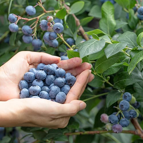 Heidelbeere Eliot, P9 interface.image 1 interface.art 9327