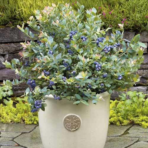 Heidelbeere Goldtraube, С6 interface.image 1 interface.art 7715