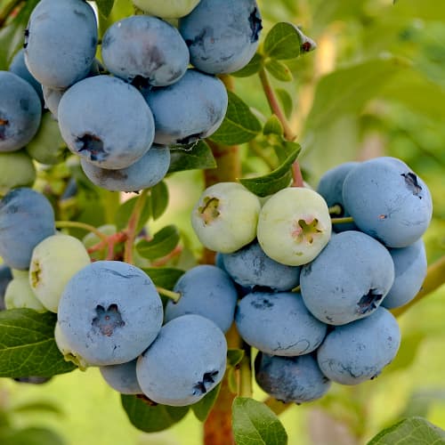 Heidelbeere New Hanover, P9 interface.image 1 interface.art 1580