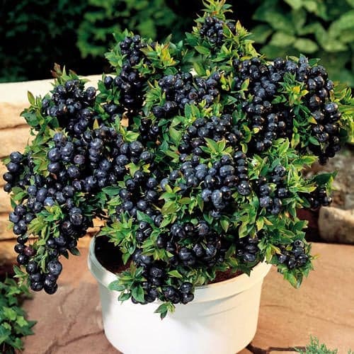 Heidelbeere Top Hat, P9 interface.image 1 interface.art 9243