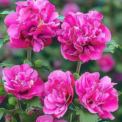 Hibiskus Duc de Brabant, P9 interface.image 1 interface.art 9021