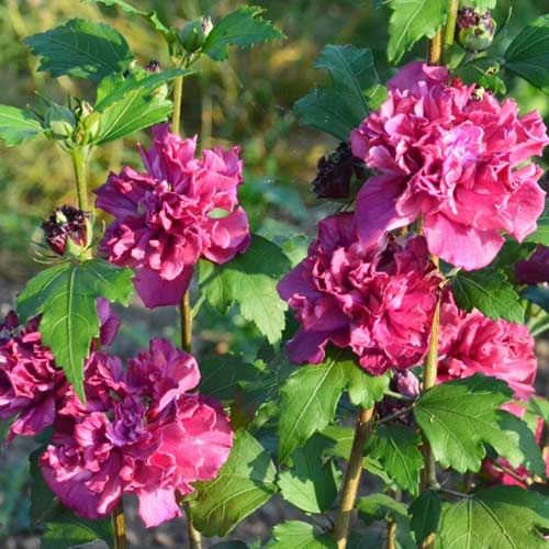 Hibiskus French Cabaret Red interface.image 1 interface.art 5603