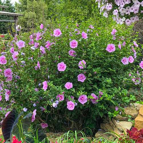 Hibiskus Lavander Chiffon interface.image 1 interface.art 5604