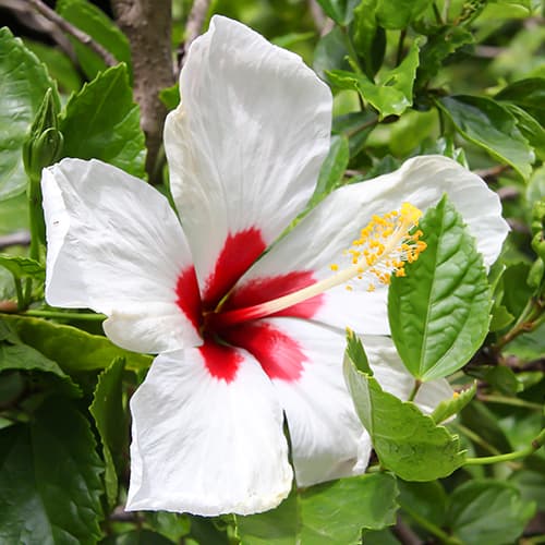 Hibiskus Red heart, P9 interface.art Bild 1 Hibiskus Red heart, P9 interface.image 1 interface.art 9022
