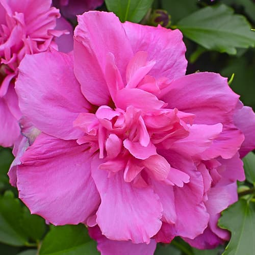 Hibiskus Sanchoyo, С2 interface.image 1 interface.art 9668