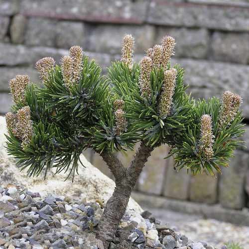 Himalaya-Kiefer Jacobsen, C4 interface.image 1 interface.art 8251