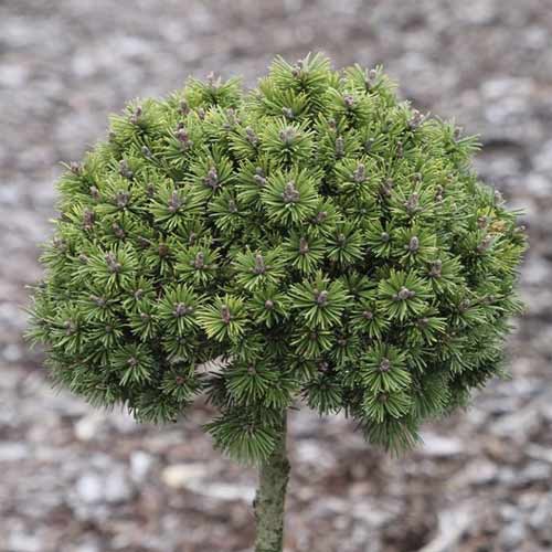 Himalaya-Kiefer Minikin, C5 interface.image 1 interface.art 8252