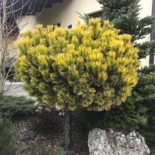 Himalaya-Kiefer Wintergold, C4 interface.image 1 interface.art 8254