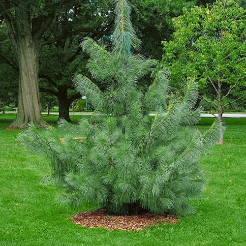 Himalaya-Kiefer, Р9 interface.image 1 interface.art 9409