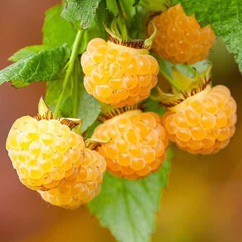 Himbeere All Gold (Ernte 2 Mal im Jahr) interface.art Bild 1 Himbeere All Gold (Ernte 2 Mal im Jahr) interface.image 1 interface.art 7699