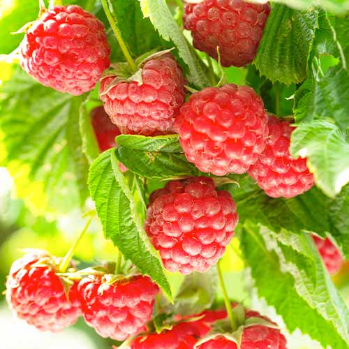 Himbeere Autumn First interface.image 1 interface.art 5836