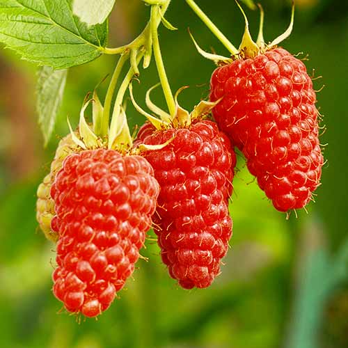 Himbeer-Brombeer Tayberry Medana, Р9 interface.image 1 interface.art 7510