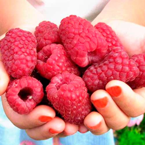 Himbeere Cascade Delight interface.image 1 interface.art 7530