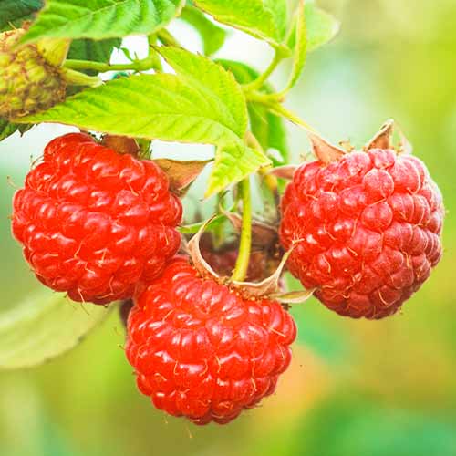 Himbeere Dorman Red interface.image 1 interface.art 5838