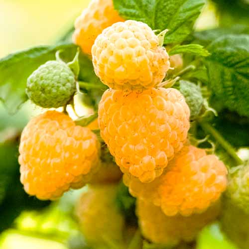 Himbeere Gigant gelb (Ernte 2 Mal im Jahr) interface.art Bild 1 Himbeere Gigant gelb (Ernte 2 Mal im Jahr) interface.image 1 interface.art 7535