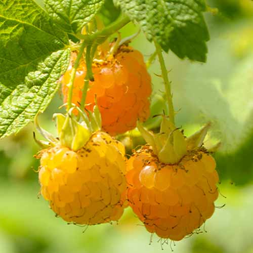 Himbeere Golden Queen (Ernte 2 Mal im Jahr), Р9 interface.art Bild 1 Himbeere Golden Queen (Ernte 2 Mal im Jahr), Р9 interface.image 1 interface.art 7608