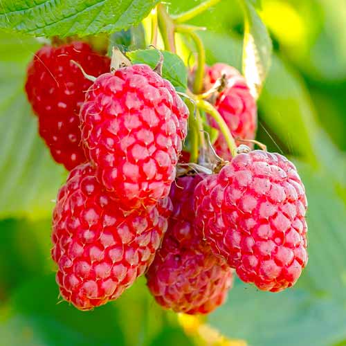 Himbeere Polana (Ernte 2 Mal im Jahr), Р9 interface.image 1 interface.art 7544